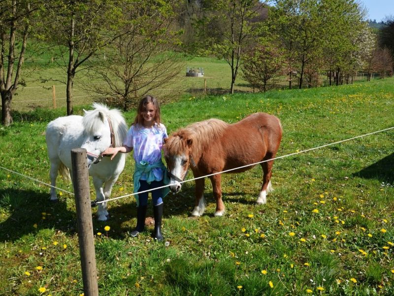 ponys auf dem ferienhof verse im sauerland ponys auf dem ferienhof verse im sauerland
