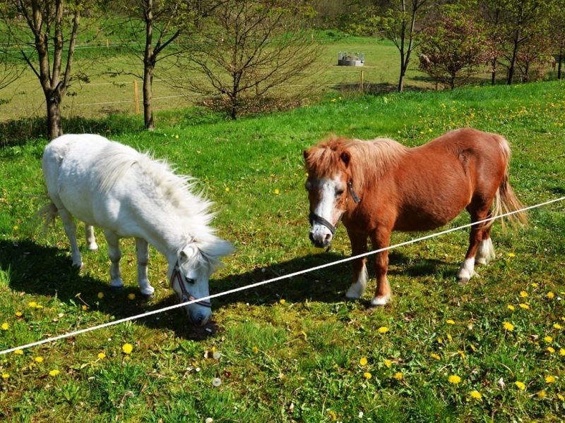 unsere beiden ponys  silvi   pino  unsere beiden ponys  silvi   pino