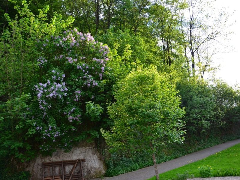 natur direkt vor der haustuer natur direkt vor der haustuer