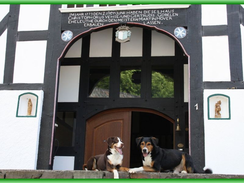 hunde von gaeste im urlaub mit hund auf dem ferienhof in lennestadt hunde von gaeste im urlaub mit hund auf dem ferienhof in lennestadt