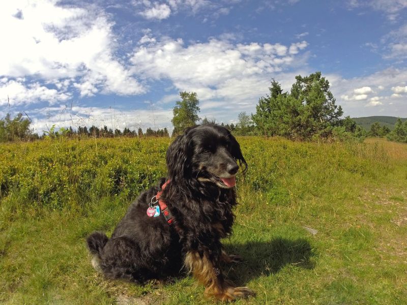 sauerlandurlaub mit hund auf dem ferienhof verse sauerlandurlaub mit hund auf dem ferienhof verse