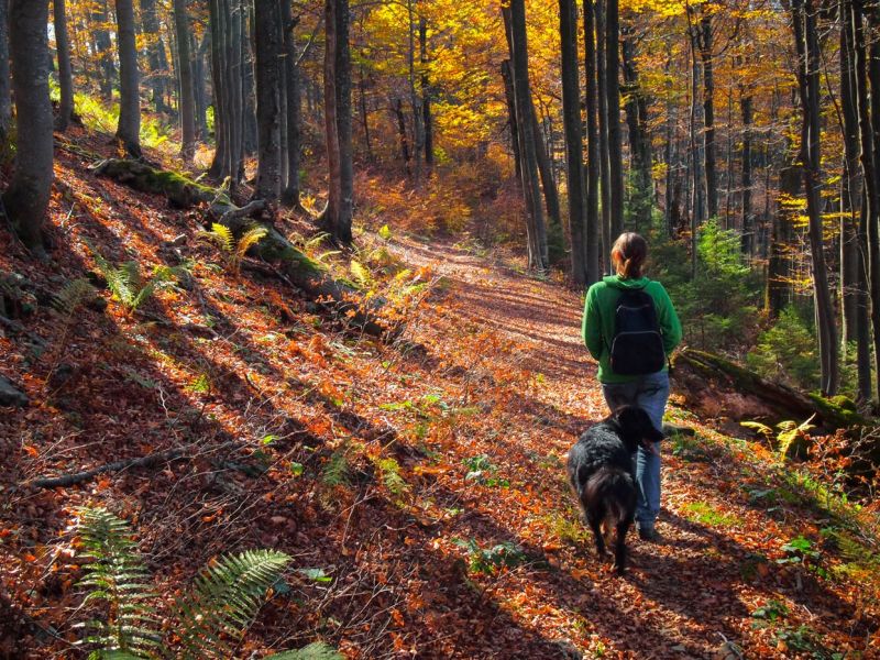 wandern mit hund beim urlaub mit hund in lennestadt wandern mit hund beim urlaub mit hund in lennestadt