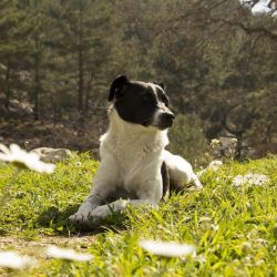Urlaub mit Hund im Sauerland auf dem Ferienhof Verse